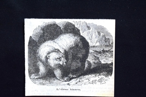 Orso bianco incisione - incisione, del